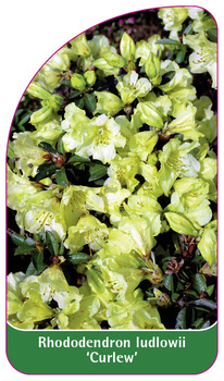 Rhododendron-Hybride 'Curlew'