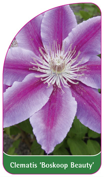 Clematis 'Boskoop Beauty'