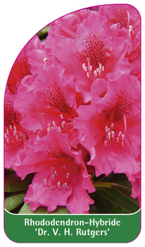 Rhododendron-Hybride 'Dr. V. C. Rutgers'