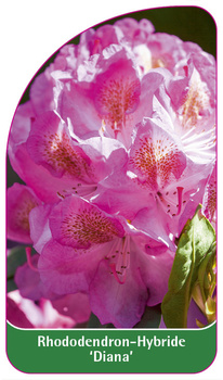 Rhododendron-Hybride 'Diana'