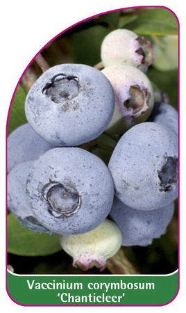 Vaccinium corymbosum 'Chanticleer'