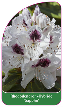 Rhododendron-Hybride 'Sappho'