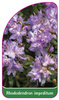 Rhododendron impeditum