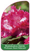 Rhododendron-Hybride 'Professor Horst Robenek'