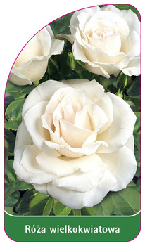 Trandafir cu flori mari Nr. 228