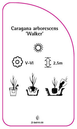 Caragana arborescens 'Walker'