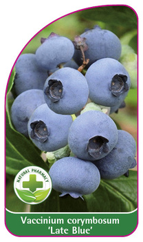 Vaccinium corymbosum 'Late Blue'
