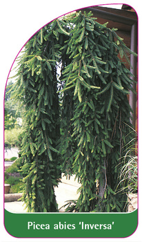 Picea abies 'Inversa'