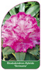 Rhododendron-Hybride 'Germania'