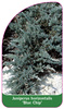 Juniperus horizontalis 'Blue Chip'