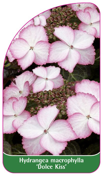 Hydrangea macrophylla 'Dolce Kiss'