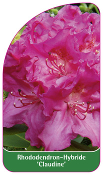 Rhododendron-Hybride 'Claudine'