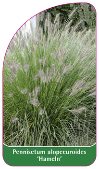 Pennisetum alopecuroides 'Hameln'