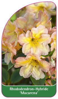 Rhododendron-Hybride 'Macarena'