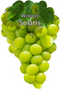Winorośl Solaris