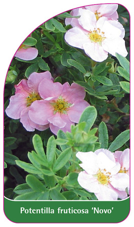 Potentilla fruticosa 'Novo'