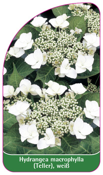 Hydrangea macrophylla (Teller), weiß