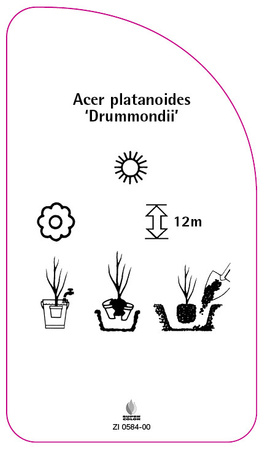 Acer platanoides 'Drummondii'