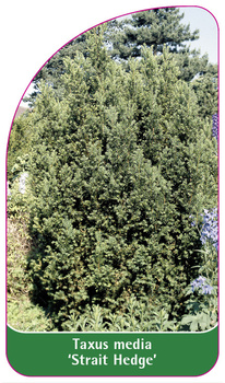 Taxus media 'Strait Hedge'