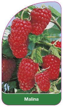 Raspberry
