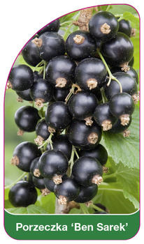 Porzeczka 'Ben Sarek'