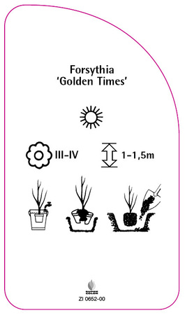 Forsythia 'Golden Times'