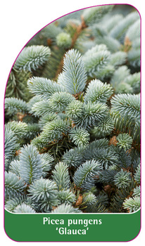 Picea pungens "Glauca