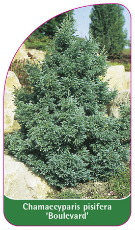 Chamaecyparis pisifera 'Boulevard'