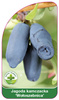 Kamchatka berry 'Woloszbnica'