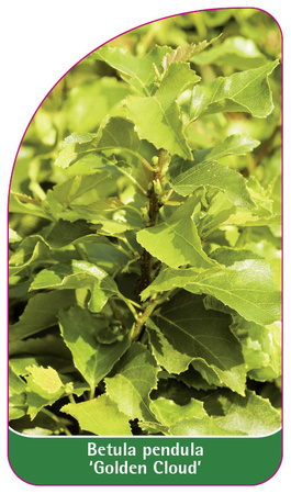 Betula pendula 'Golden Cloud'
