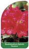 Rhododendron-Hybride 'Ovation'