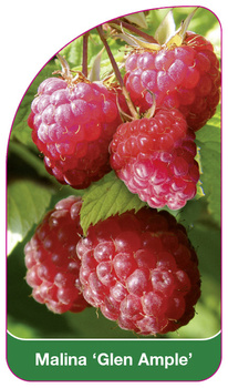 Malina 'Glen Ample'