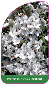 Prunus kurilensis 'Brilliant'