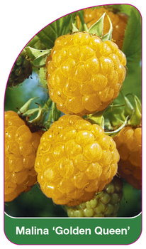 Malina 'Gold Queen'
