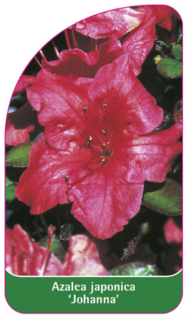 Azalea japonica 'Johanna'