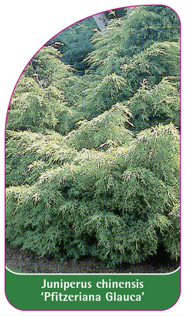 Juniperus chinensis 'Pfitzeriana Glauca'