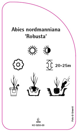 Abies nordmanniana 'Robusta'