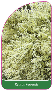 Cytisus kewensis