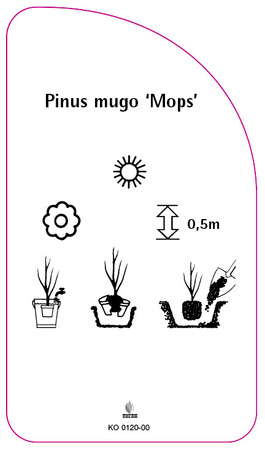 Pinus mugo 'Mops'