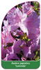 Azalea japonica 'Lavenda'