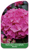 Hydrangea macrophylla ,Rosita'