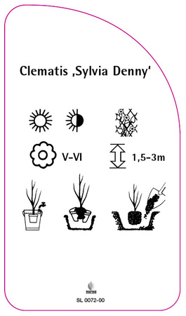 Clematis 'Sylvia Denny'