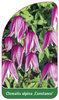 Clematis alpina 'Constance'