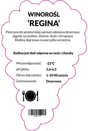 Winorośl Regina