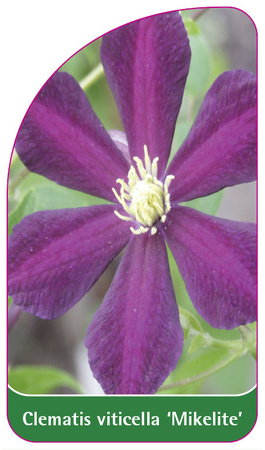 Clematis viticella 'Mikelite'