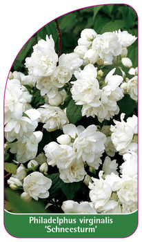 Philadelphus virginalis 'Schneesturm'