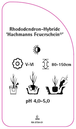 Rhododendron-Hybride 'Halfdan Lem'