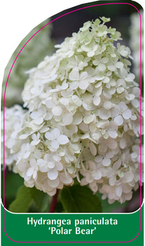 Hydrangea paniculata 'Polar Bear'
