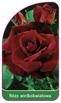 Velkokvětá růže č. 223