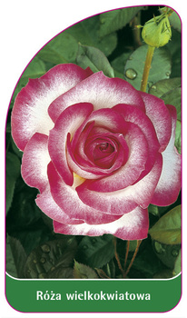 Róza wielkokwiatowa Nr. 204